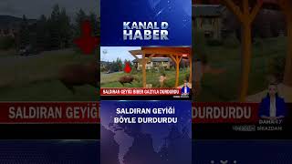 Saldıran Geyiği Biber Gazıyla Durdurdu! İlginç Anlar Kamerada