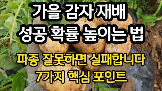 가을감자재배 7가지 핵심 정리 - 가을 감자 파종 잘못하면 실패합니다