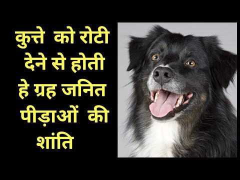 कुते को रोटी देने से होती हे ग्रहजनित पीड़ाऔ की शांति #shanidev #ketu #dog