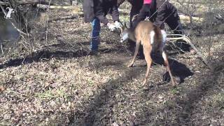Man tries to save deer. Deer tries to kill man. Man breaks off deer antler.