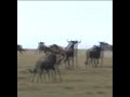Nayak Nahi Khalnayak Hoon Main Buffalo And Tiger Fight