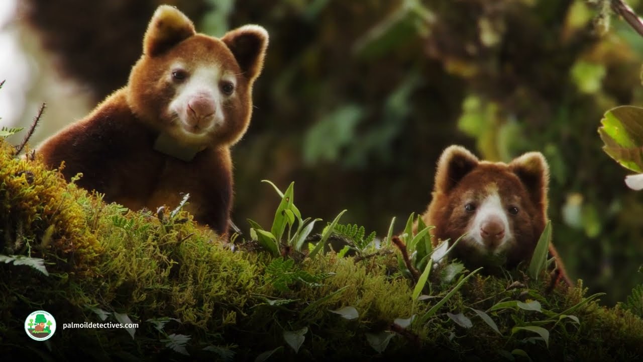Huon Tree Kangaroo Dendrolagus matschiei  - Papua New Guinea