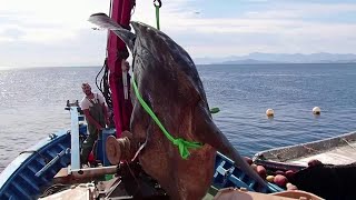 Spagna, avvistato un enorme pesce luna vicino allo stretto di Gibilterra: pesa due tonnellate