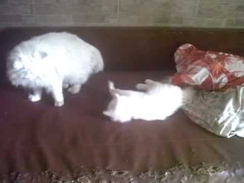 funny cats
