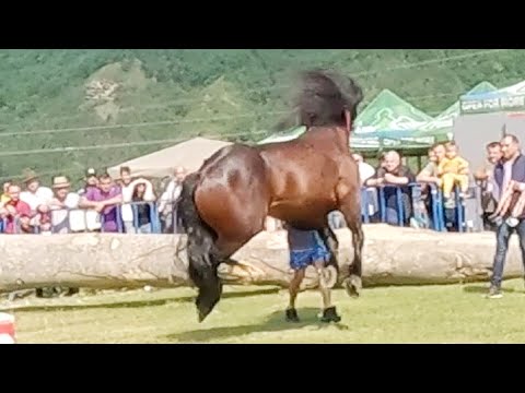 Parada cailor de la Gilău-Cluj 11 Iunie 2022