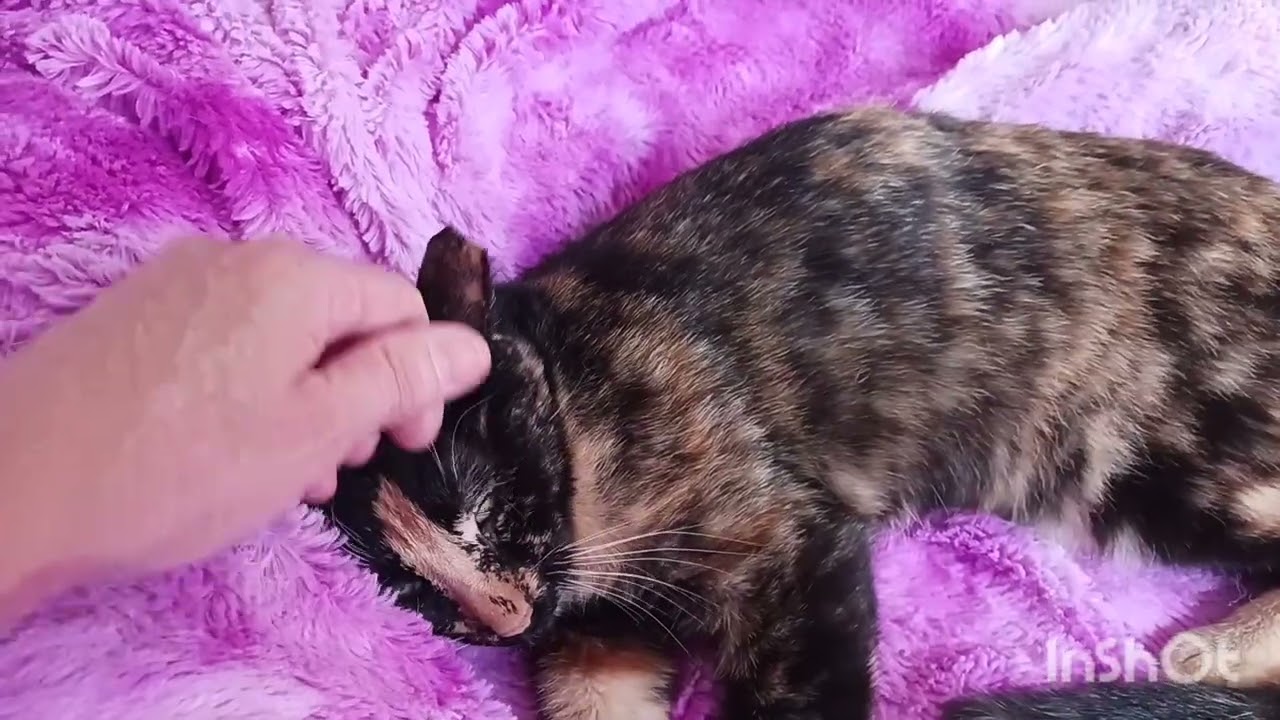 Enlarge Stella Joy Amberleigh, a ADOPTABLE Calico in Mesa, AZ video 4/4