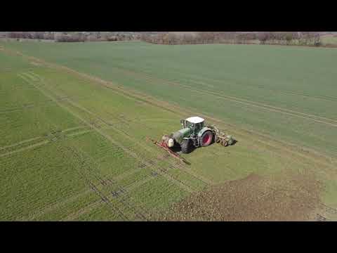 Flächenrotte auf Wickroggen Flächen