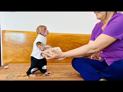 Bibi took Dad's money to buy a cake to apologize for eating Grandma's cake!