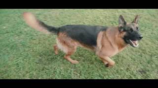 Video preview image #1 German Shepherd Dog Puppy For Sale in WELLINGTON, FL, USA