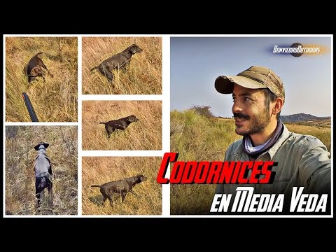 CODORNICES en MEDIA VEDA con Braco Aleman 1/2