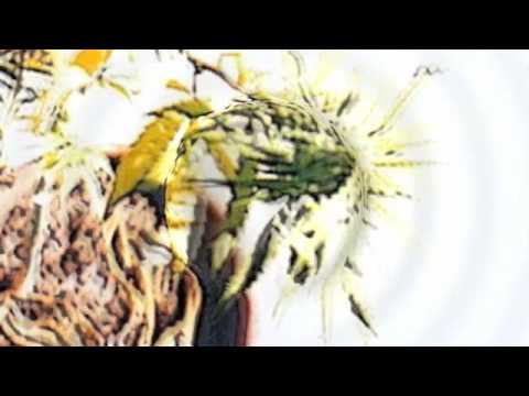 MotherEarthSong - SistaSara aka Sara Fuga