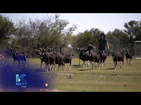 Kwêla - Anje van Dyk