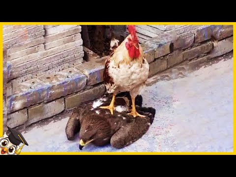 10 Adler, die sich mit dem falschen Gegner angelegt haben