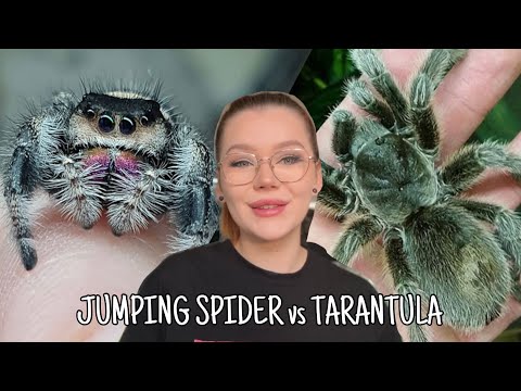 JUMPING SPIDER vs TARANTULA - Which is the BEST pet for you?!?