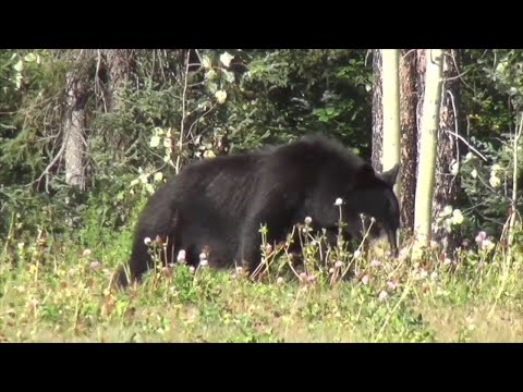 NJ Possible Return Of the Black Bear Hunt
