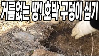 거름이 안된 남는 땅에 이것 넣고 심어야 호박이 주렁주렁 달려요! 맷돌호박 농사 대박나세요