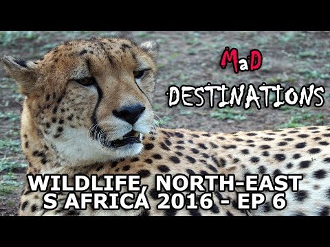 Wildlife, S Africa's north-east