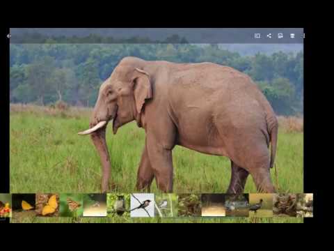 Conservation of Wildlife Photography host by 1 Click Photographers - EP 11 19/05/2020