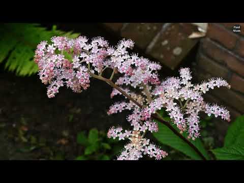 Is the Panasonic Lumix FZ300 still worth it in 2024?