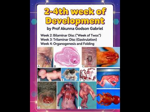 2-4th Week of Development