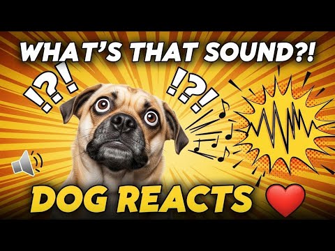Sound to Call Dogs and Make Them Tilt Their Heads 🐶 | Dog Reaction Sounds