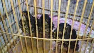 Download lagu anakan burung anis sisik / anis batik / zoothera dauma mp3