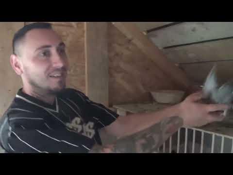 Pigeon fancier Mr. Dragan Mircea Baleni Dambovita Romania breeding pigeons August 23, 2025