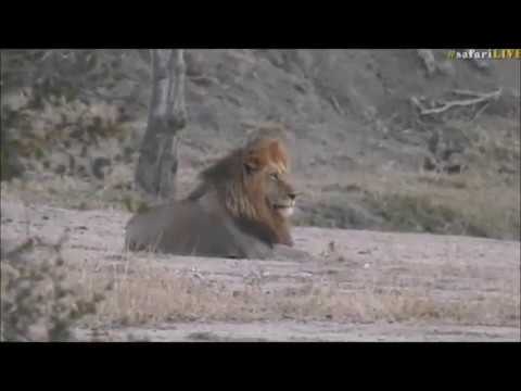 Safari Live : Birmingham Boys Tinyo and Nhenha on drive this morning  Aug 17, 2017