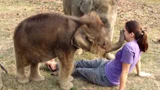 Baby Elephant Searches for Girl's Nose