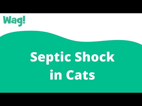 Septic Shock in Cats | Wag!