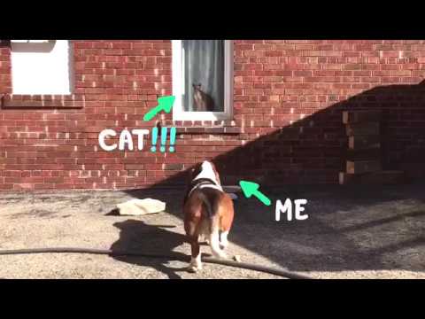 basset vs. cat