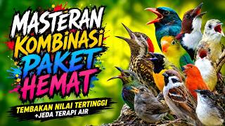 Download lagu Kombinasi Masteran Suara Kasar: Cililin, Tengkek Buto & Cucak Jenggot mp3