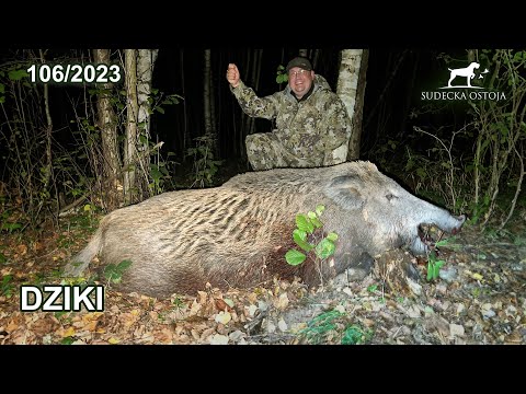 SUDECKA OSTOJA 106/2023 Wielki dzik na rozkładzie. Wildboar hunting Hikmicro Condor