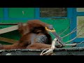 Funny Orangutan Learns to Saw Wood! | Spy In The Wild | BBC Earth Kids