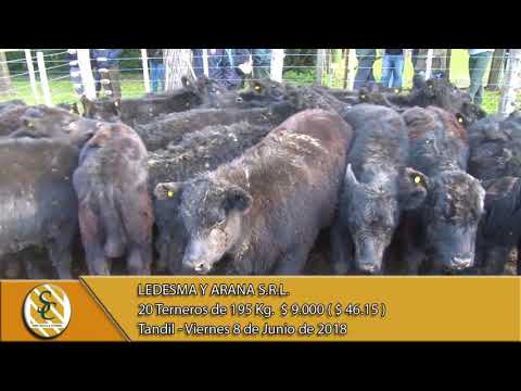 08-06-18 Venta de Machos - Ledesma y Arana S.R.L. - Tandil.