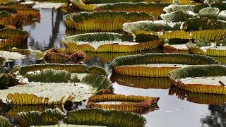 preview picture of video 'Mauritius - Botanischer Garten von Pamplemousses'