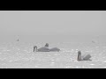 White Pelicans In Sea Fog