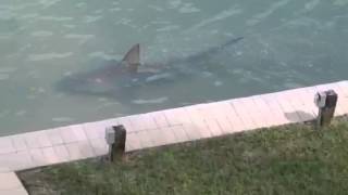 Backyard shark Backyard shark