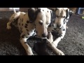 Petit chaton joue avec deux chiens dalmatiens