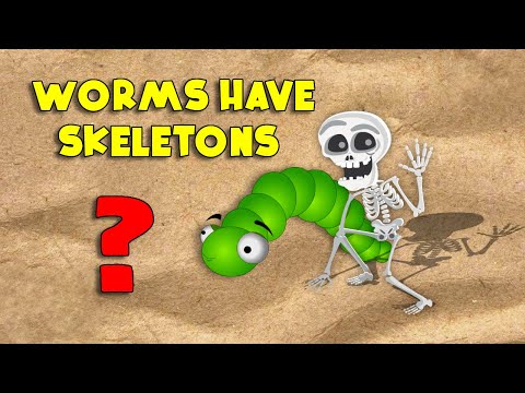 Does Worms Have Bones