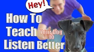 How to Train your Dog to Listen to You OFF LEASH and with Distance