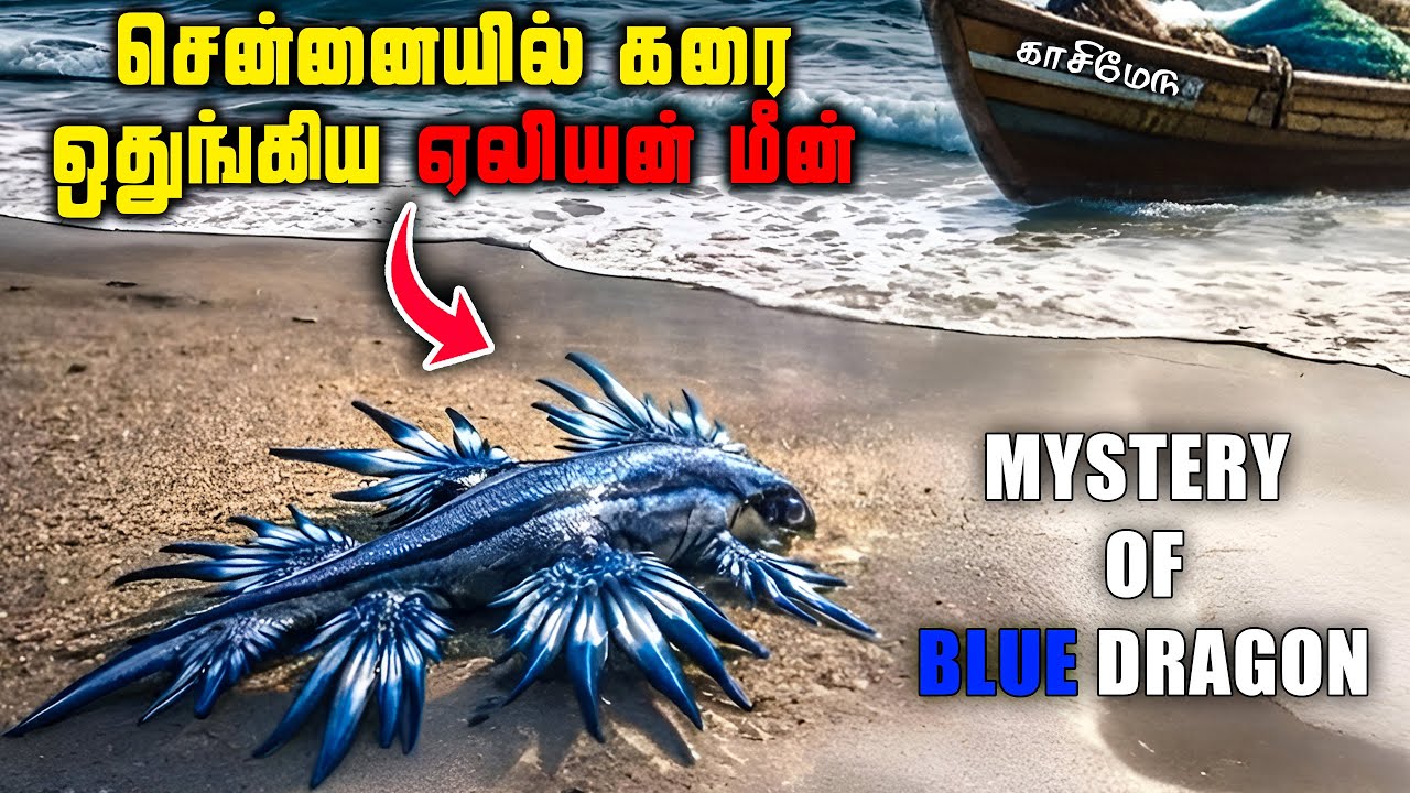 கரை ஒதுங்கும் மர்ம உயிரினம் | உணர்த்துவது என்ன? |  Blue Dragon