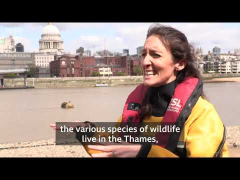 Somewhere Else - Zoological Society of London (ZSL) - Thames VR in BBC News