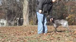 "Wally on the Run" music video