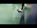 Eiderente Im Zoo