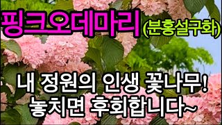 내 정원의 인생 꽃나무! 분홍설구화(핑크오데마리) 한정수량판매!