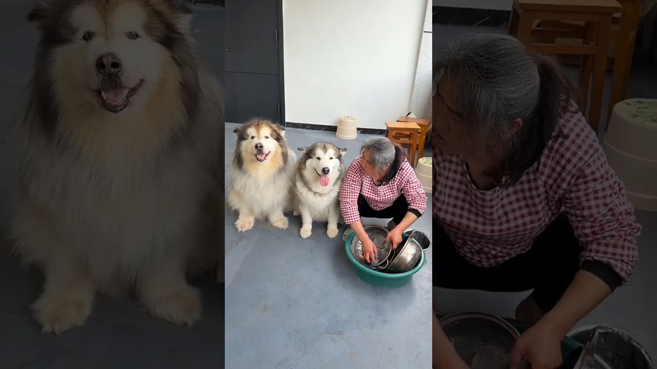 The bond between dogs and duck #shortsvideo