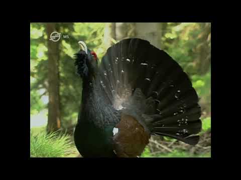 Kelet Európa vadonjai - Szlovákia, Magas Tátra