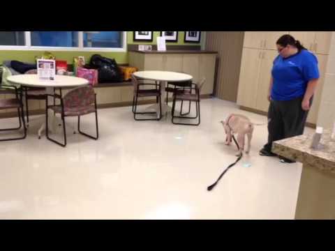 Mamie plays Dognition game