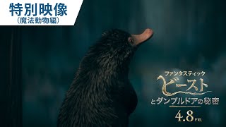 特別映像（魔法動物編）